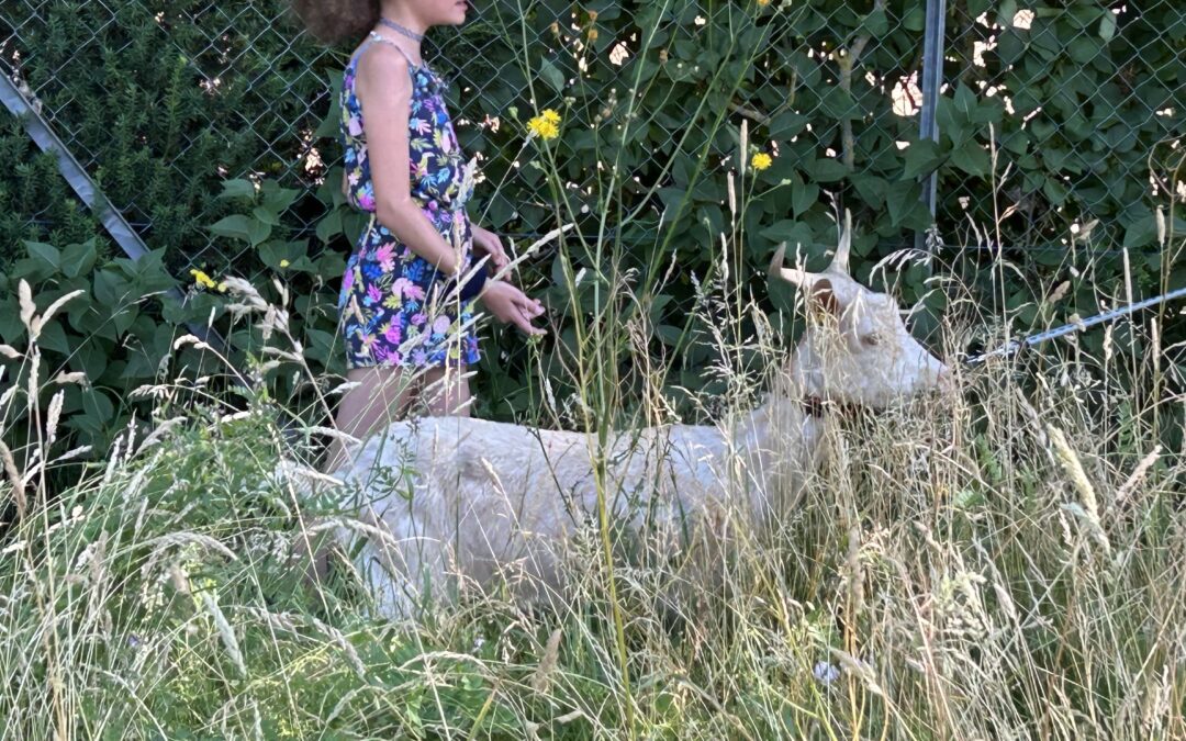 Juliupdate aus dem Schulgarten